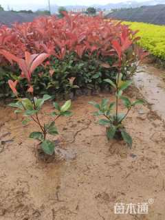 0.2公分红叶石楠