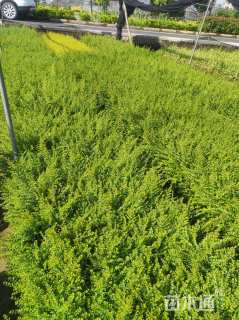 高度30厘米亮绿忍冬