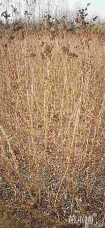 高度80厘米珍珠梅