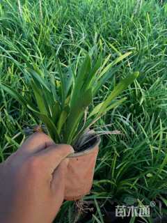 高度10厘米兰花