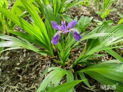 高度30厘米蓝花鸢尾
