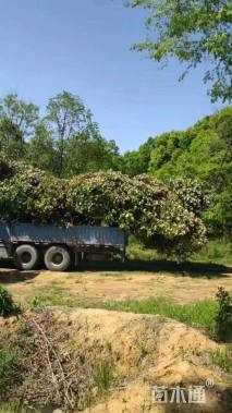 12公分红叶石楠