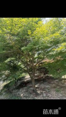 高度350厘米三季红红枫