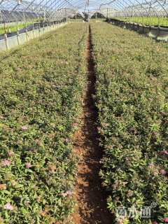 高度25厘米绣线菊