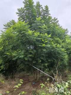 28公分(6杆)丛生蓝花楹