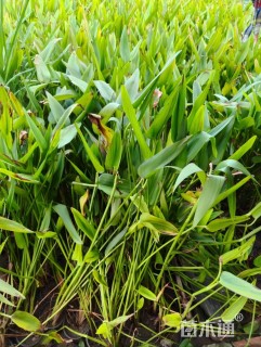 高度30厘米梭鱼草