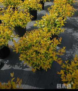 高度60厘米六道木