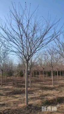 12公分东京樱花