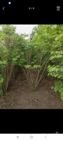 高度200厘米丛生紫荆