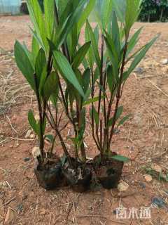 高度20厘米翠芦莉