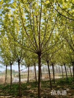 18公分复叶槭