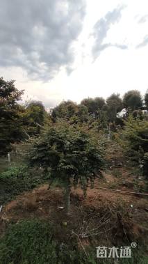 22公分日本红枫-红舞姬