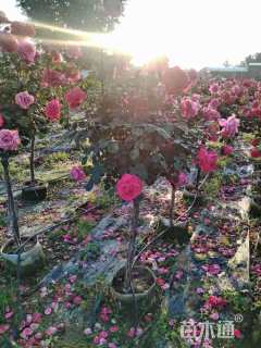 高度120厘米高杆月季