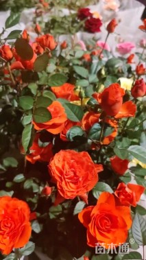 高度30厘米品种月季