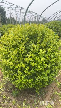 冠幅100厘米金叶女贞球