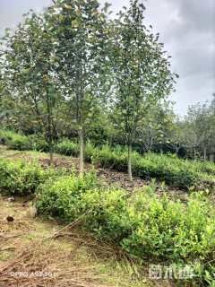 10公分二乔玉兰