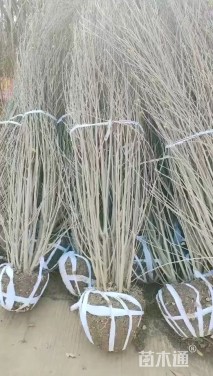 高度280厘米丛生木槿