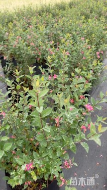 高度50厘米蓝叶忍冬