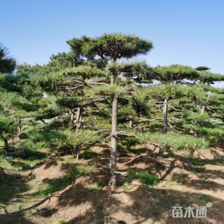 15公分造型油松