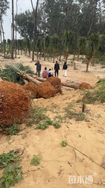 裸干高100厘米椰子树