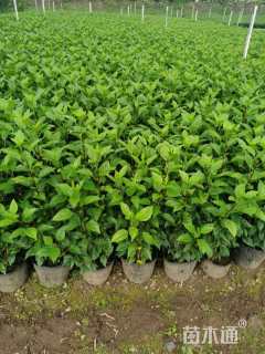 高度60厘米大红花