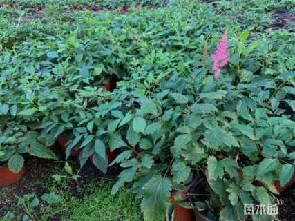 高度30厘米落新妇