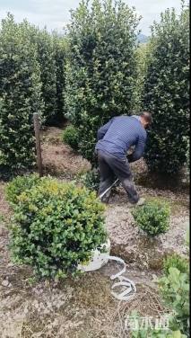 高度150厘米茶梅柱