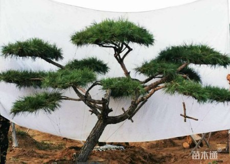 15公分造型油松