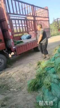 高度15厘米麦冬