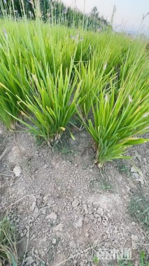 高度30厘米紫娇花