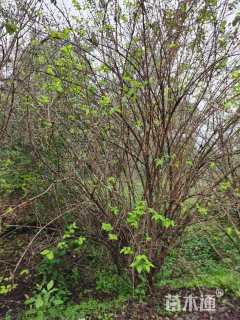 高度40厘米金银木