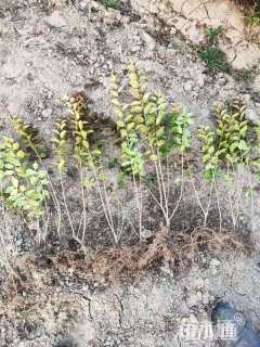 高度40厘米金叶女贞