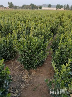 冠幅60厘米大叶黄杨球