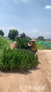 高度120厘米塔柏