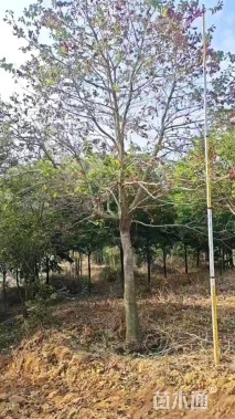 18公分红果冬青