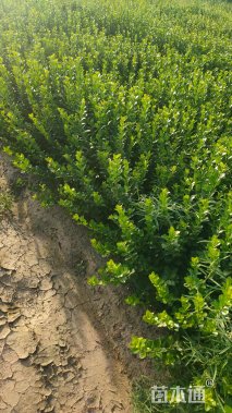 高度60厘米胶东卫矛小苗