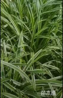 高度20厘米金边麦冬