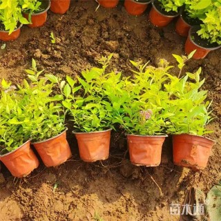 高度40厘米金山绣线菊