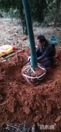 10公分香港四照花