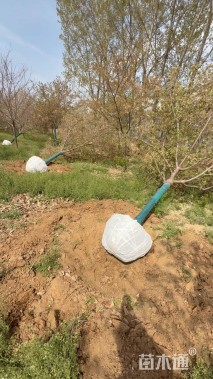 10公分染井吉野樱