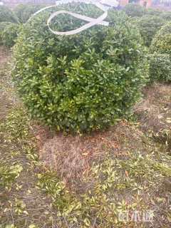 冠幅150厘米海桐球