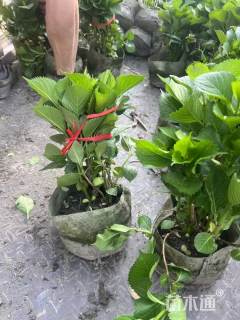 高度30厘米八仙绣球