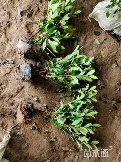 高度30厘米毛鹃
