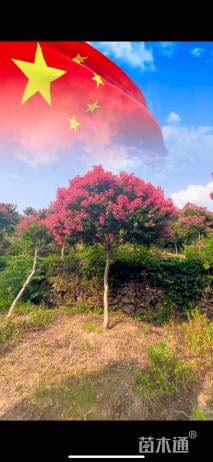 10公分小叶紫薇