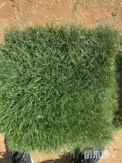 草卷状中华结缕草