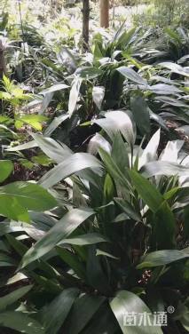 高度30厘米一叶兰