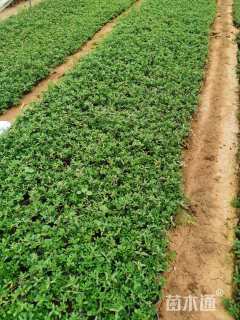 高度15厘米太阳花