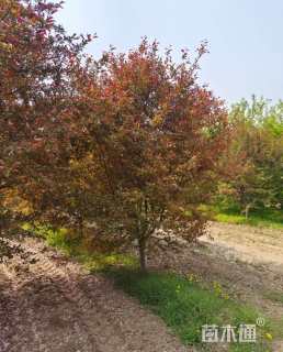 12公分高原之火海棠