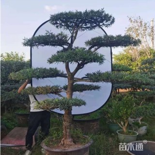 原生苗造型罗汉松