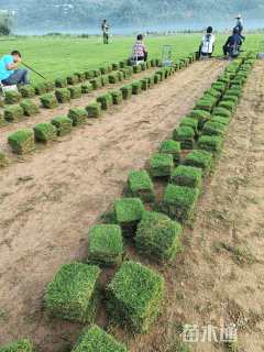 草卷状马尼拉草